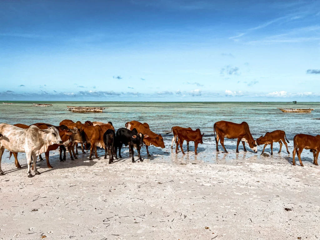 spiaggia di Jambiani Zanzibar